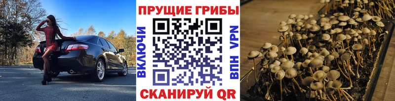 Галлюциногенные грибы Psilocybe  Купить где  Зеленодольск 